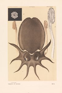 Large Melbourne Sepia or Cuttlefish, Sepia apama by John James Wild